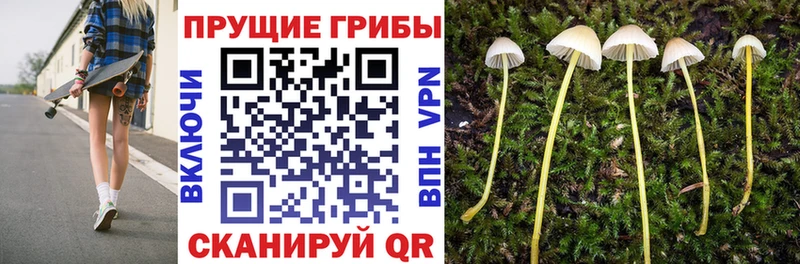 купить наркоту  Беслан  Галлюциногенные грибы Psilocybine cubensis 